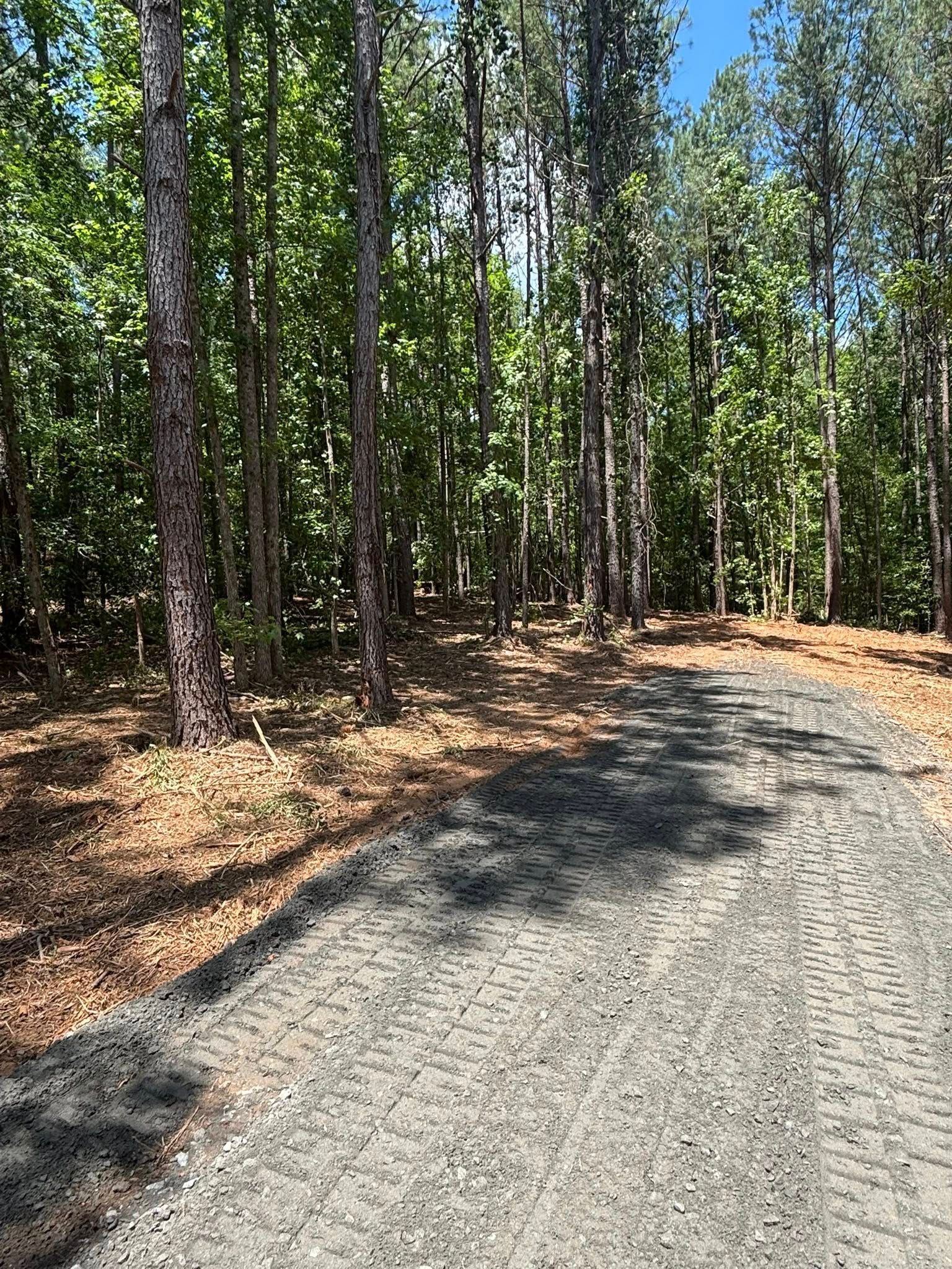 Gravel road winding through a sunlit forest. Trees line both sides, with shadows cast across the path.