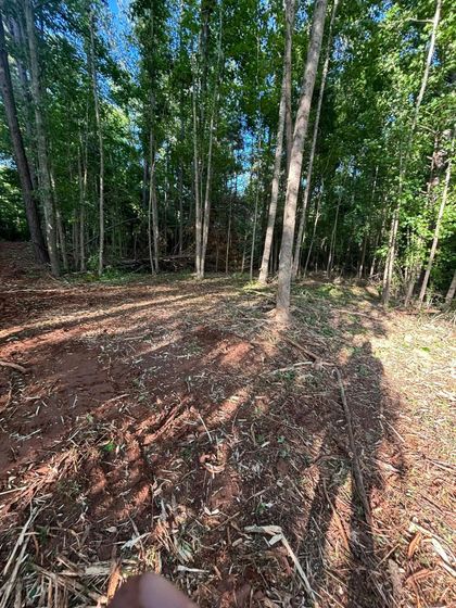 A cleared area of reddish-brown soil with scattered leaves, surrounded by a forest of tall, thin trees under a blue sky.