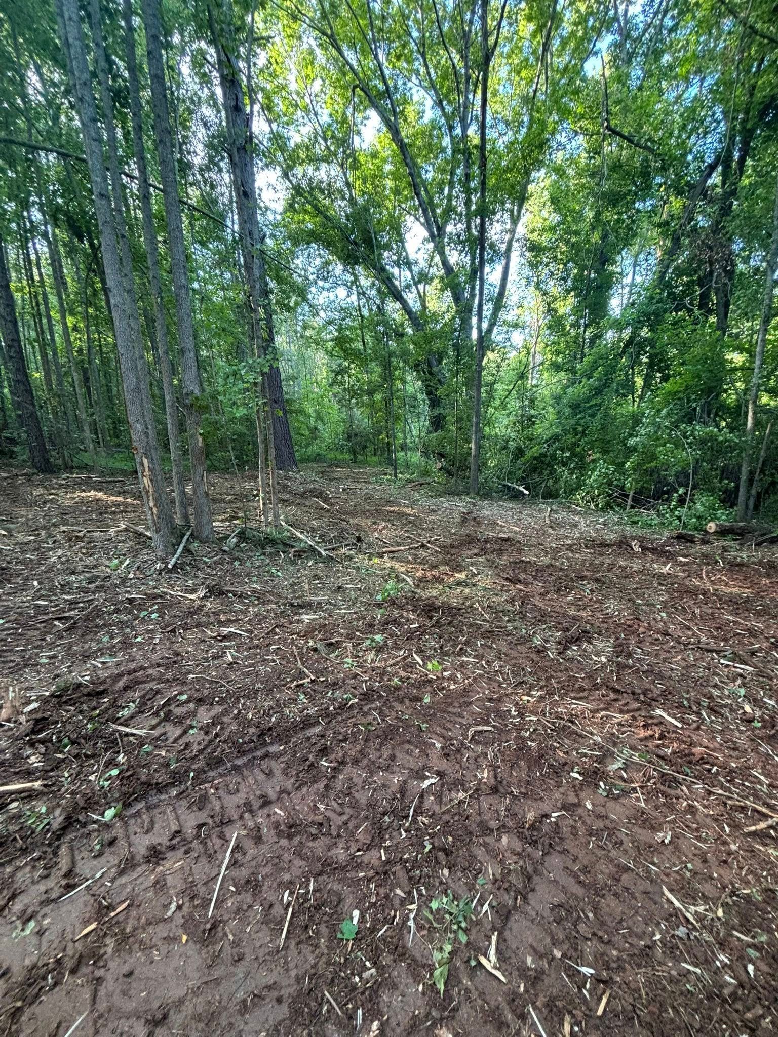 A muddy patch in a forest clearing, with trees on the left and background. Sunlight filters through the leaves.