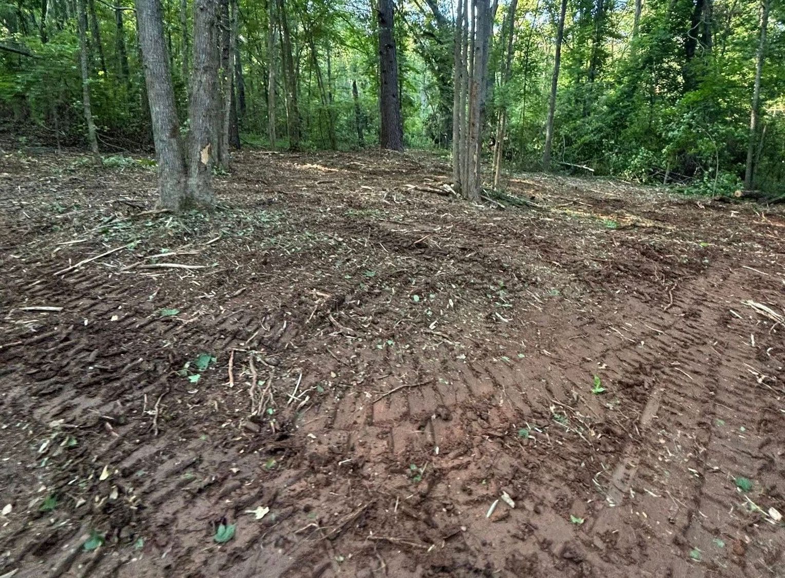 Muddy ground with tire tracks in a forest clearing, surrounded by trees and dappled sunlight.