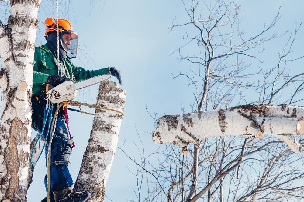 A Man is Cutting a Tree Branch With a Chainsaw — A Grade Tree Services in Burpengary, QLD