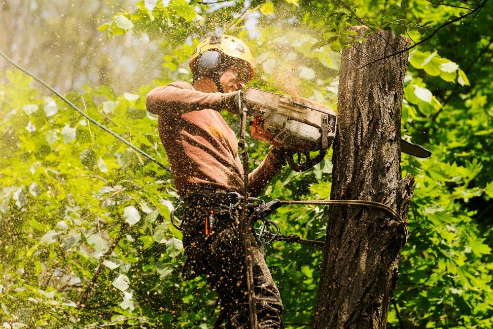 A Man is Cutting a Tree With a Chainsaw in The Woods — A Grade Tree Services in Bribie Island, QLD