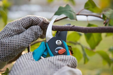 A Person is Cutting a Tree Branch With a Pair of Scissors — A Grade Tree Services in Burpengary, QLD