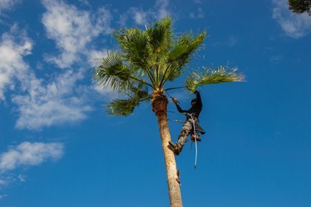 A Man is Climbing a Palm Tree With a Rope — A Grade Tree Services in Burpengary, QLD