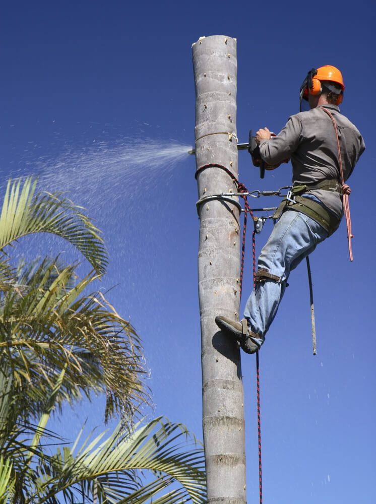 A Man is Cutting Down the Palm Tree — A Grade Tree Services in Burpengary, QLD