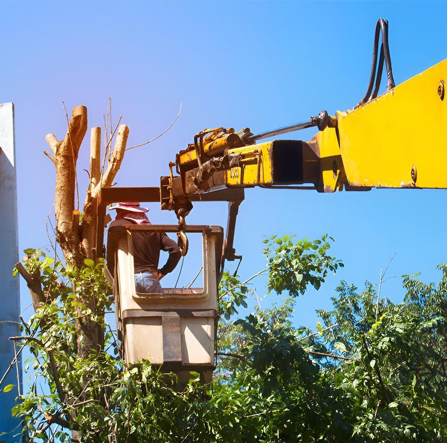 A Man is Cutting a Tree With a Yellow Crane — A Grade Tree Services in Aspley, QLD