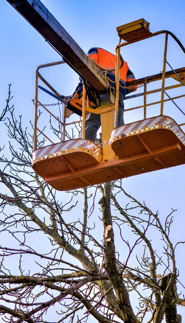 A Man is Cutting a Tree With a Crane — A Grade Tree Services in Burpengary, QLD