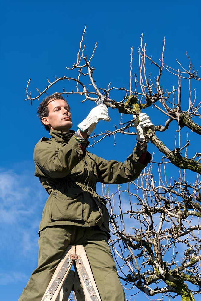 A Man is Standing on a Ladder Cutting a Tree Branch — A Grade Tree Services in Sandgate, QLD