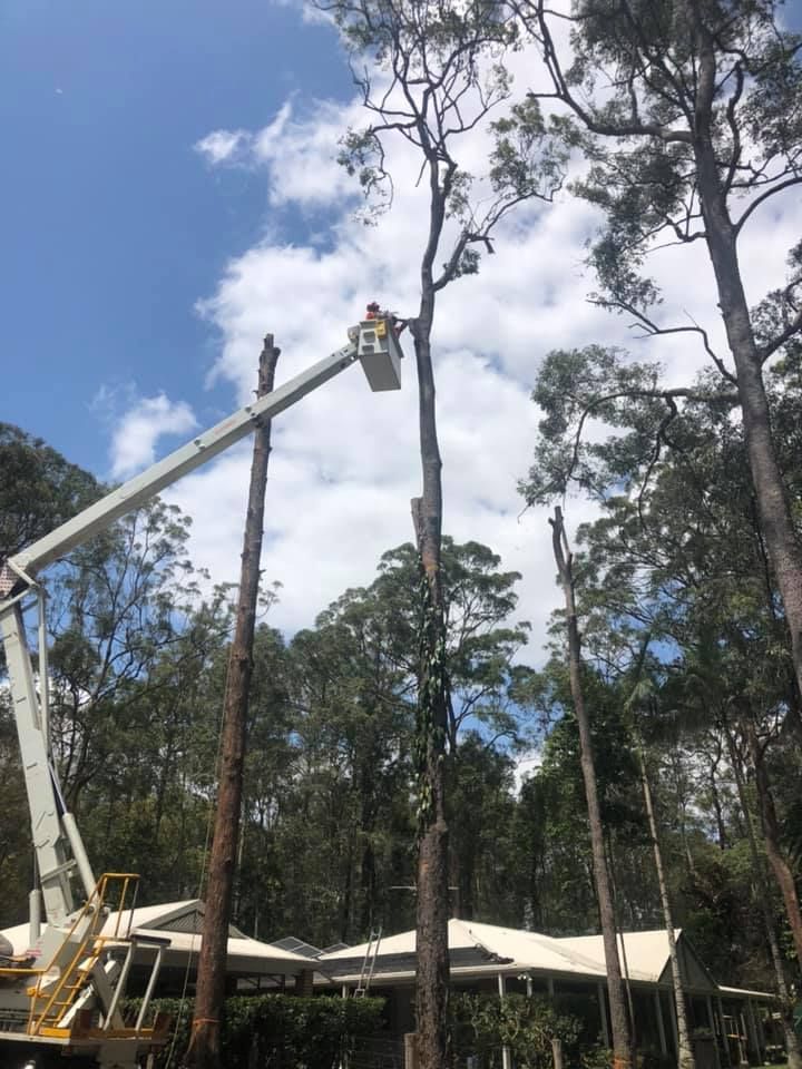 A Person is Cutting a Tree Branch With a Pair of Scissors — A Grade Tree Services in Burpengary, QLD