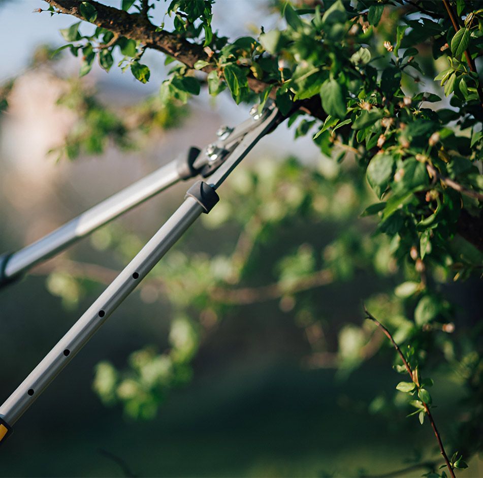 A Person is Cutting a Tree Branch With a Pair of Scissors — A Grade Tree Services in Deception Bay, QLD