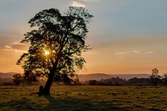 The Sun is Shining Through the Branches of a Tree in a Field at Sunset — A Grade Tree Services in Caboolture, QLD