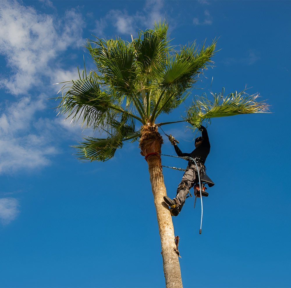 A Man is Climbing a Palm Tree With a Blue Sky in the Background — A Grade Tree Services in Burpengary, QLD