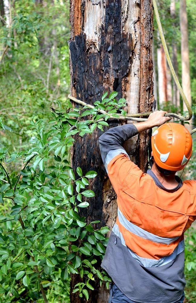 A Man Wearing a Helmet is Standing Next to a Tree in the Woods — A Grade Tree Services in Sandgate, QLD