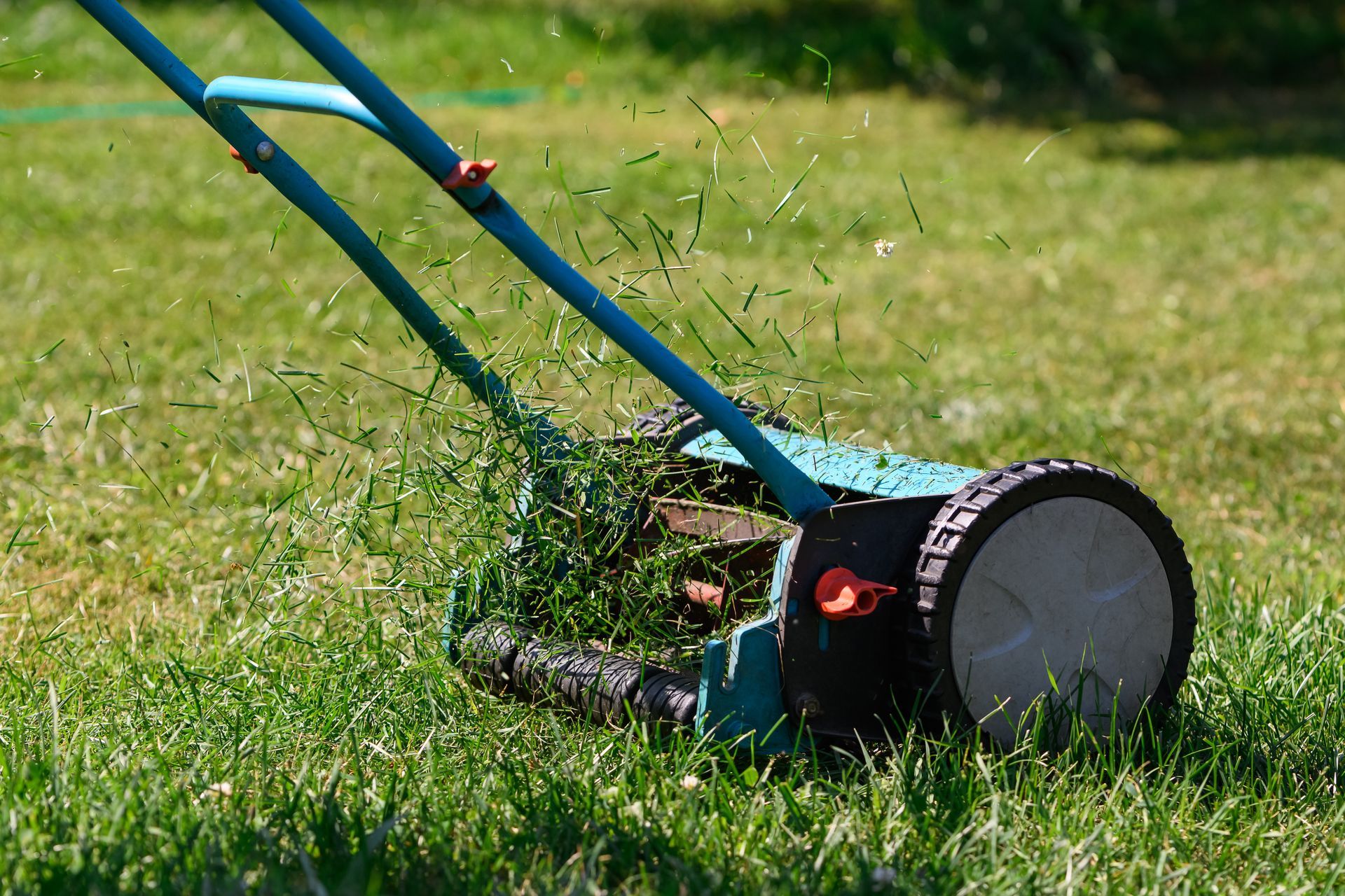 Photograph of a lawn being cut using a hand powered, cylinder or 'reel' type mower.