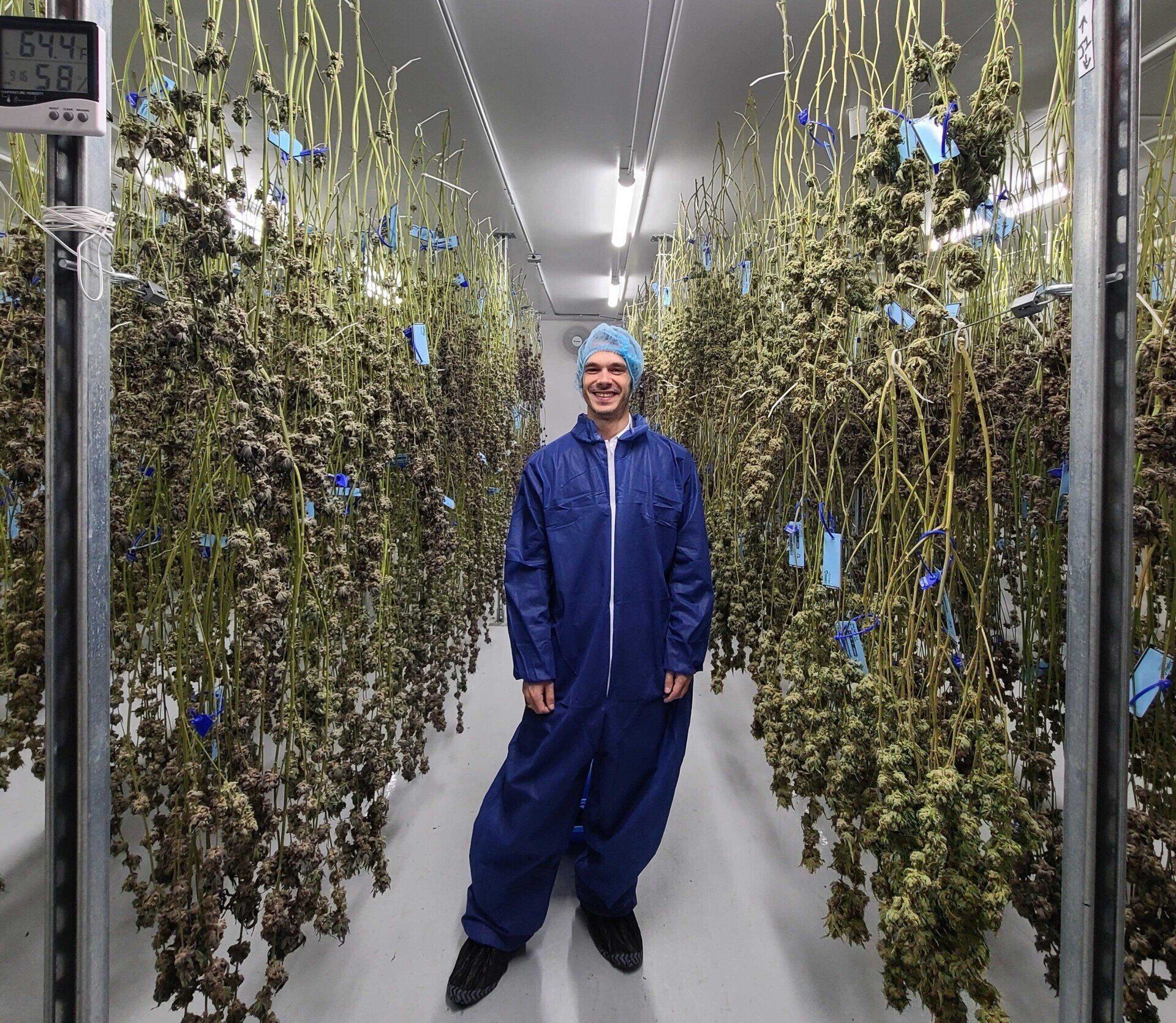 StashStock CEO Michael Pavlak at a cannabis grow where plants are curing
