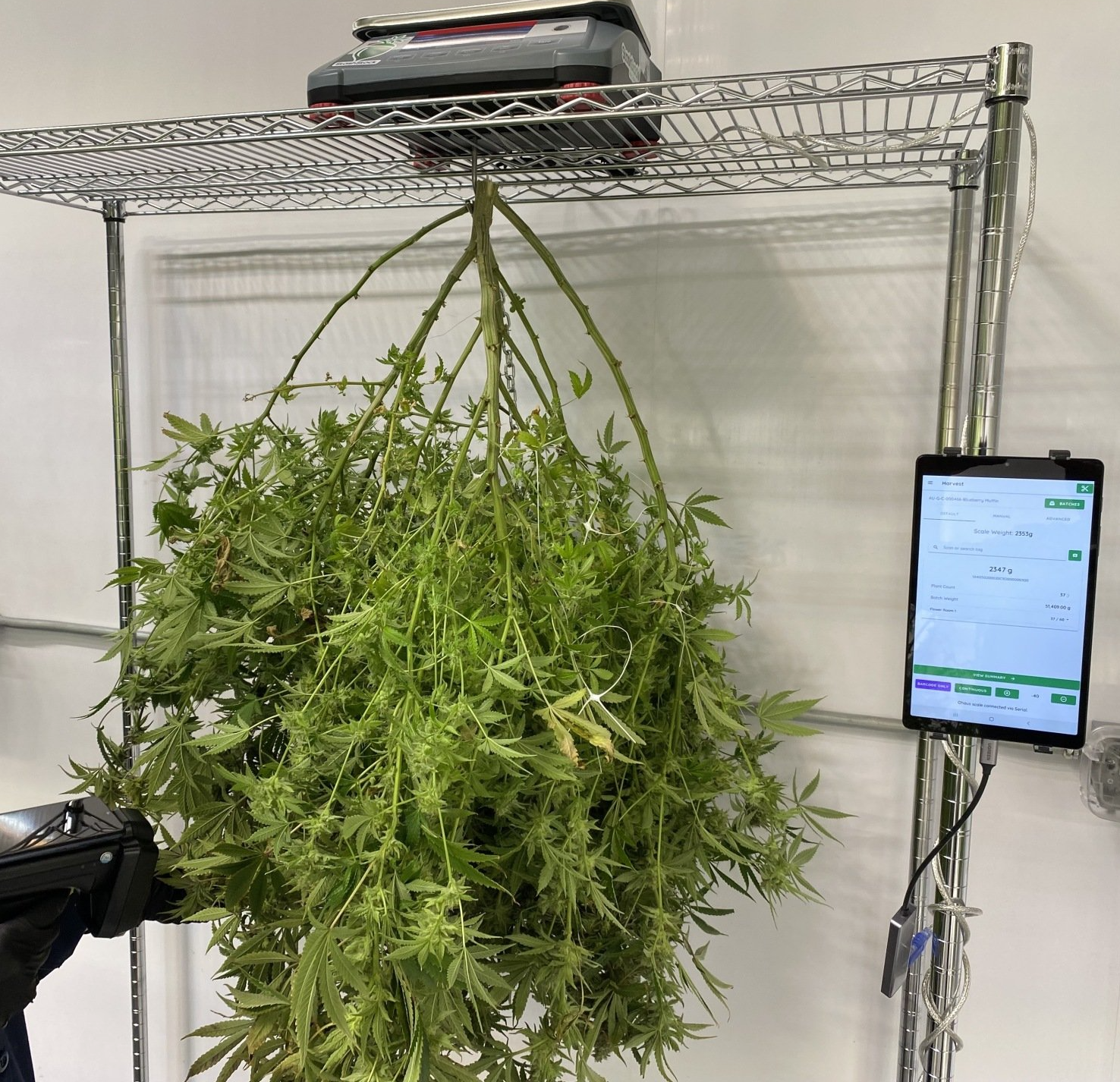 StashStock's CannaScale weighing a cannabis plant in it's natural drying position