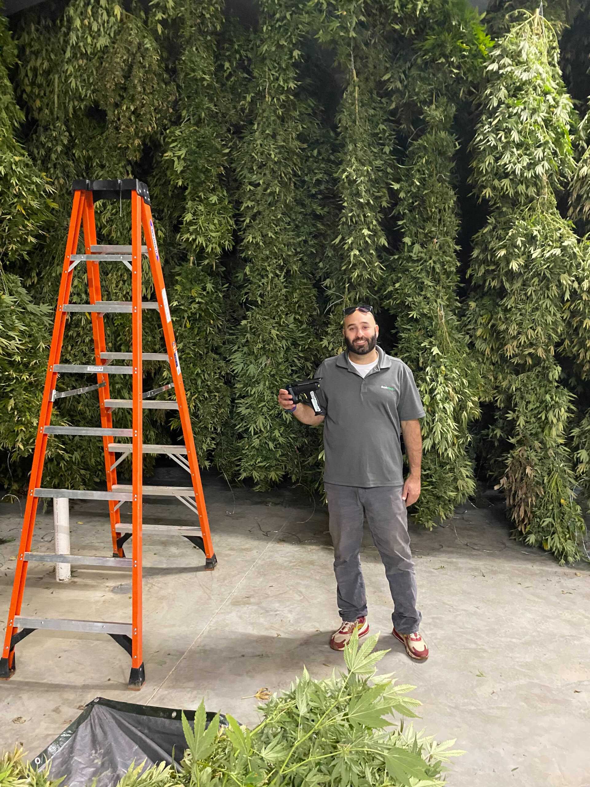 StashStock's VP of Sales Scott Moazzen holding a CannaScanner in front of drying cannabis plants at an outdoor cannabis grow