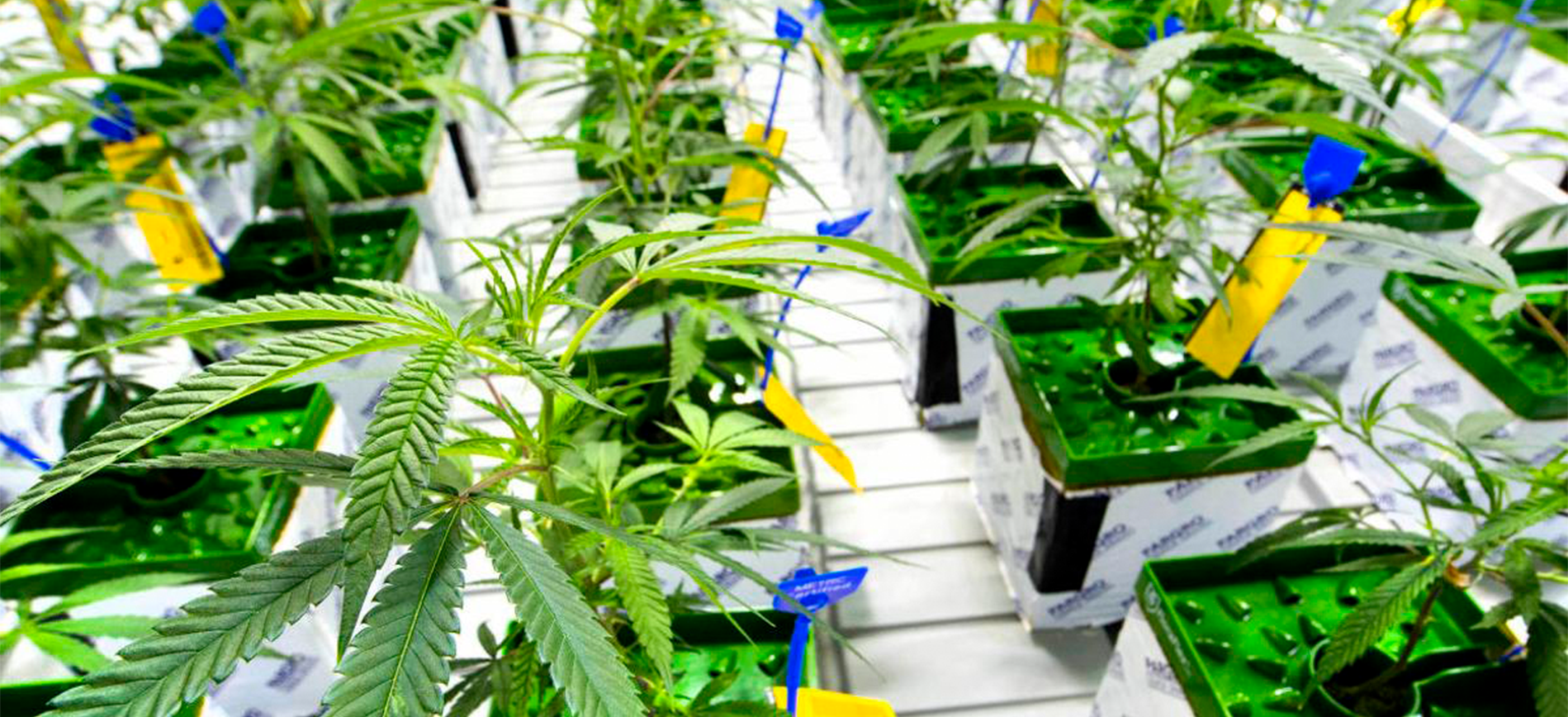 A group of young cannabis plants with yellow METRC tags to track seed-to-sale activities