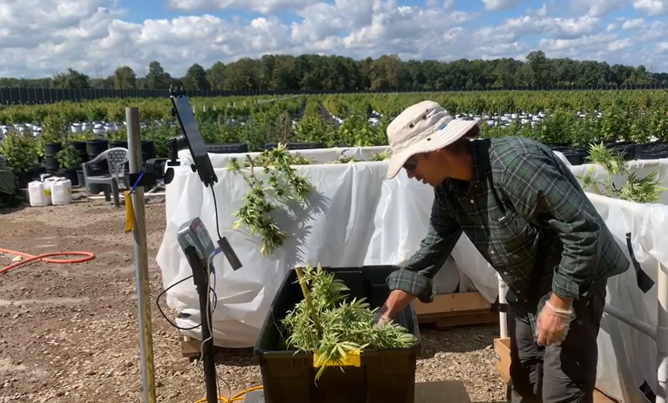 StashStock's CannaScale at an outdoor cannabis grow