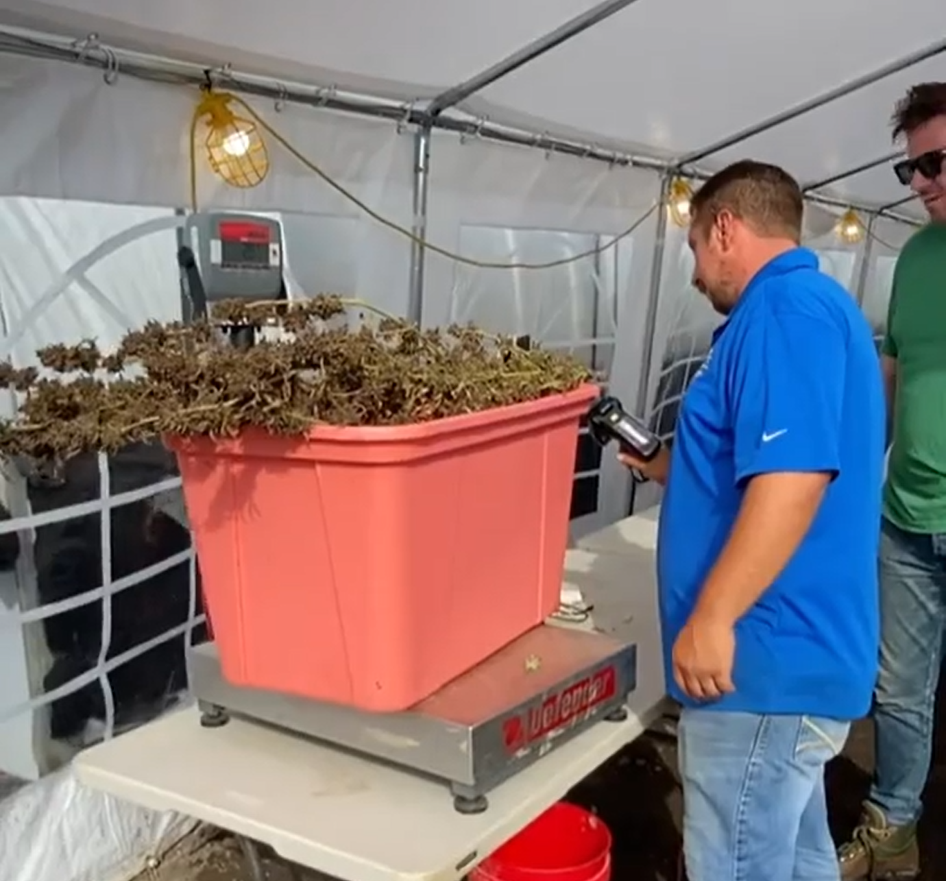 An outdoor cannabis grow using StashStock's CannaScale on a table to weigh their Croptober harvest