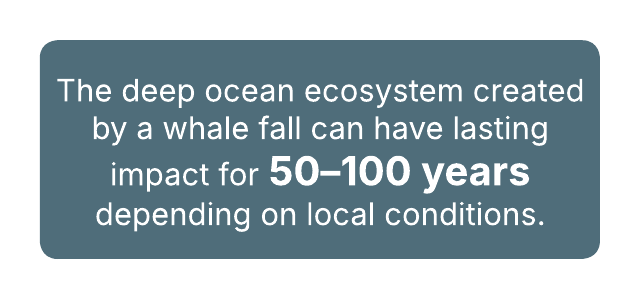 Text on a teal rectangle: A whale fall creates an ecosystem that can last 50-100 years.