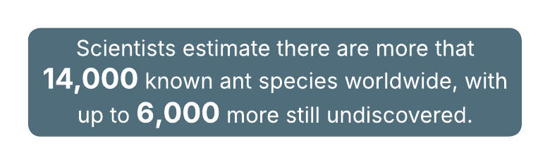 Text in a blue box states: Scientists estimate over 14,000 known ant species worldwide, with up to 6,000 more undiscovered.