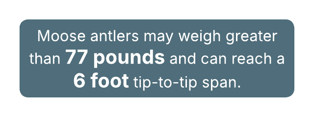 Text about moose antlers: can weigh over 77 pounds and span 6 feet.