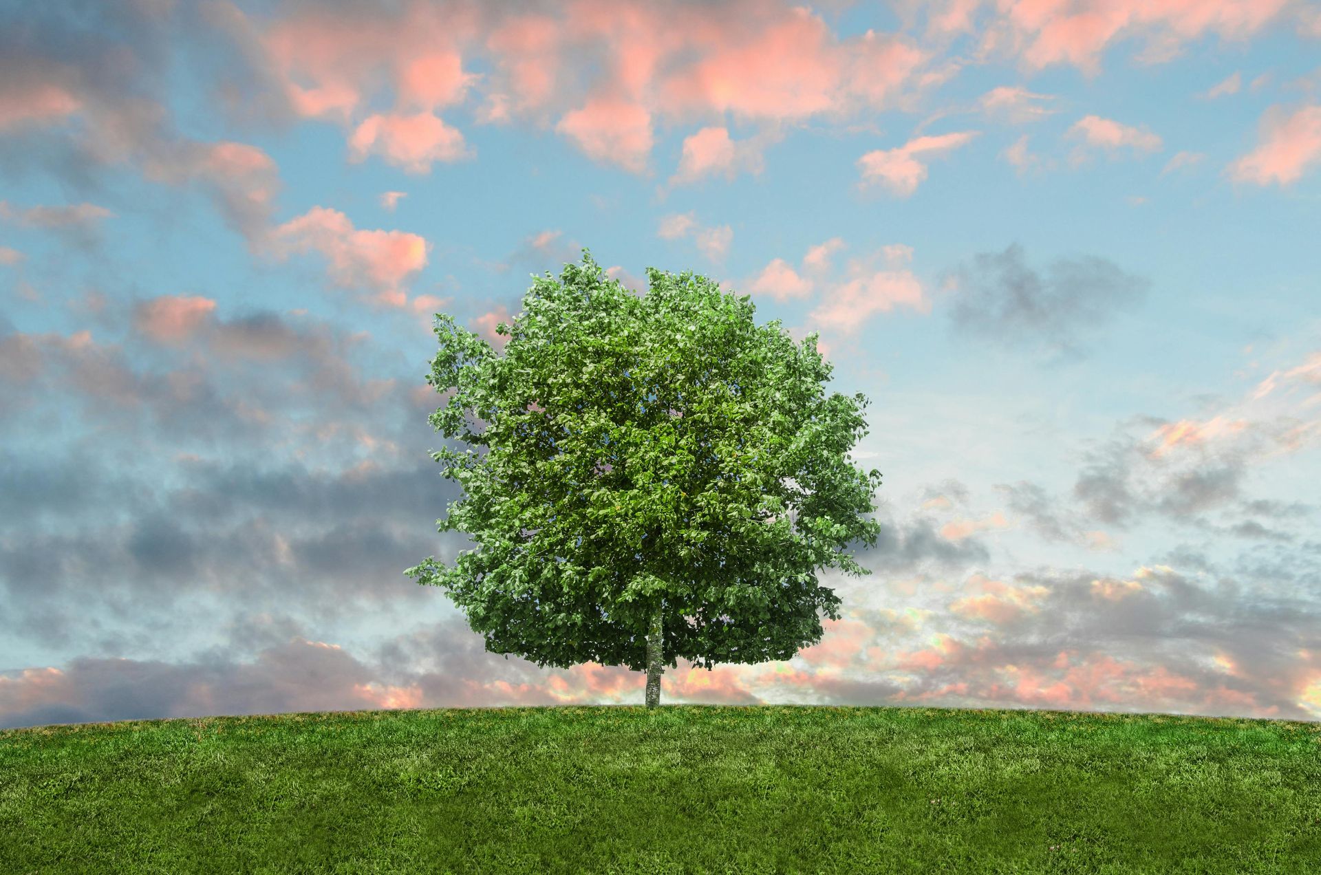 Solitary green tree on a grassy hill under a cloudy pastel sky