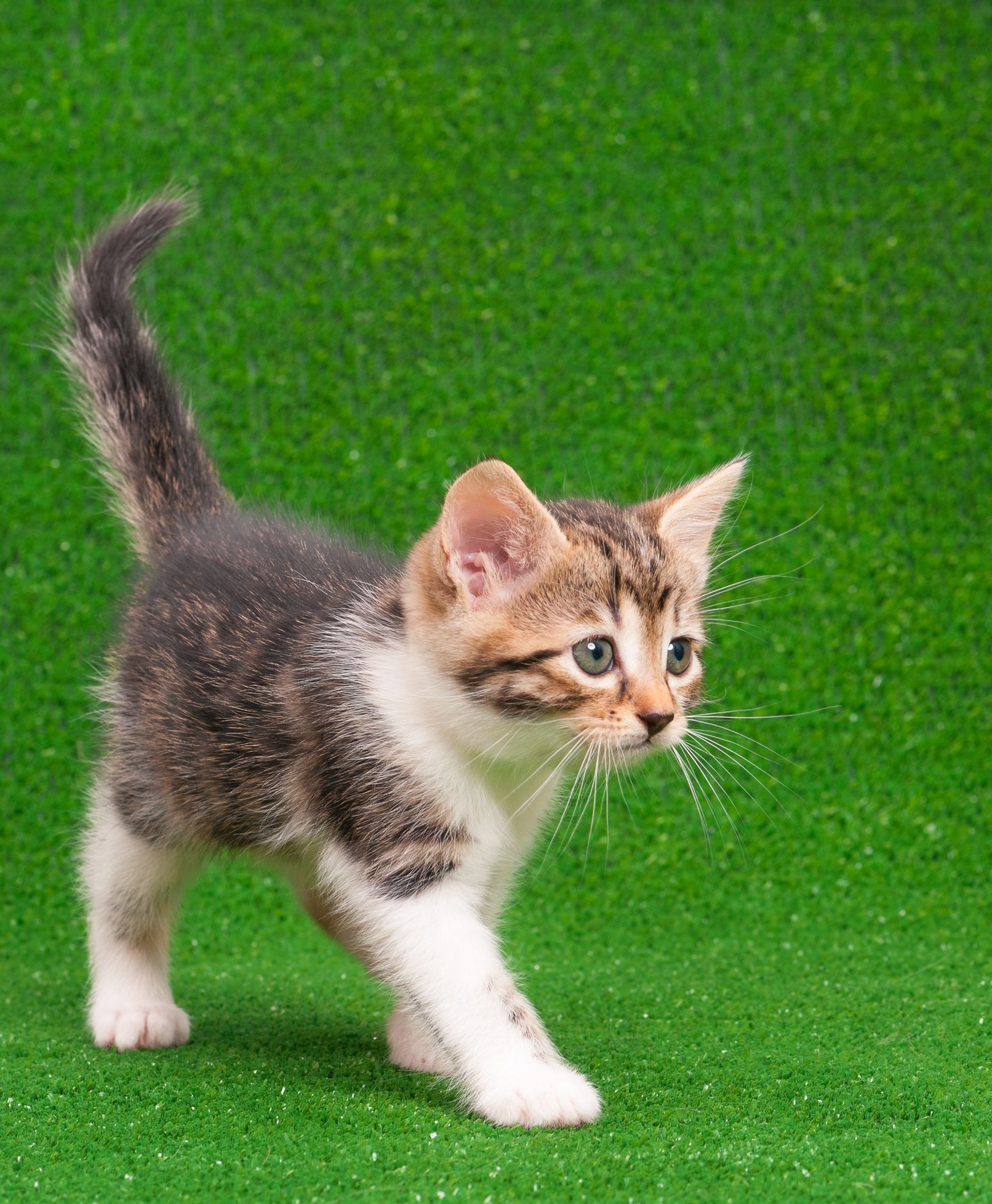 A cat on artificial turf
