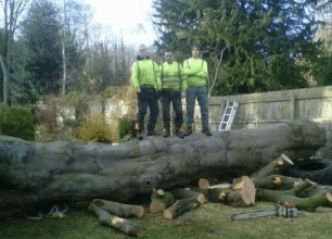 men standing on a cut down tree 
