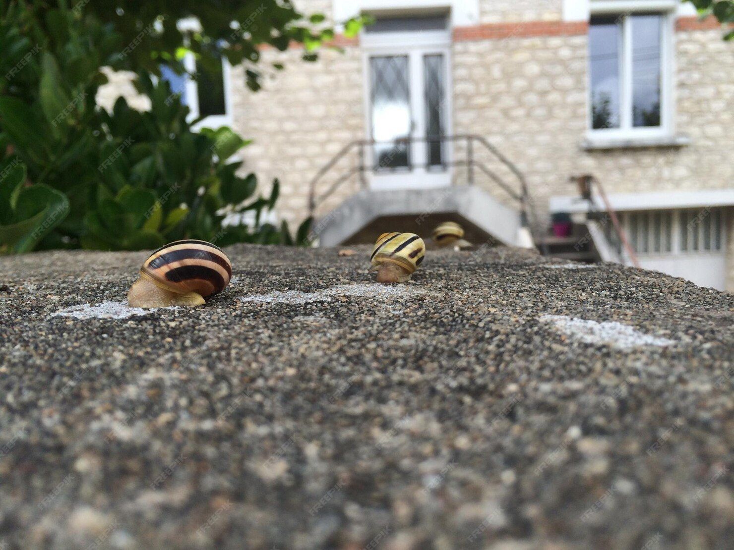 Snails on a Textured Stone Wall — Vantage Plumbing and Drainage In Pacific Pines, QLD