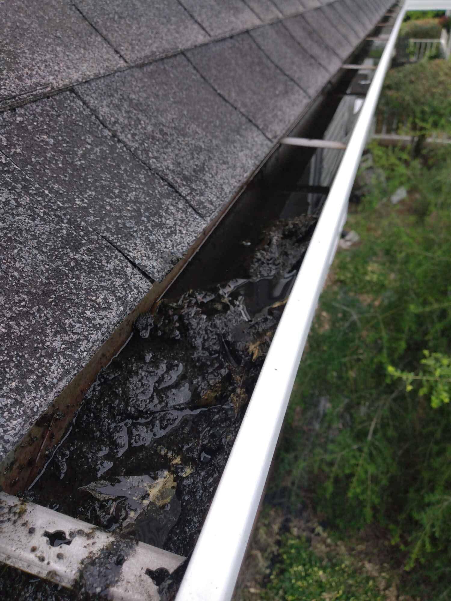 Gutter filled with black debris and water, attached to a dark shingled roof, with green foliage visible.