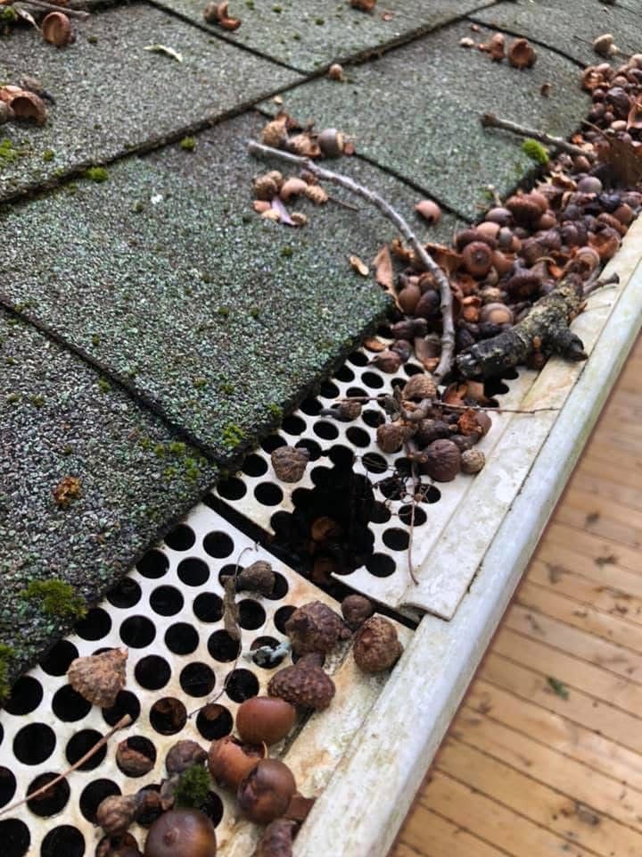 Gutter clogged with acorns and debris on a shingled roof with a white metal gutter guard.