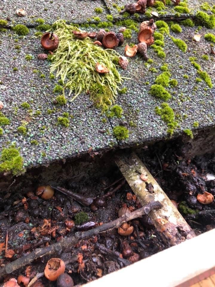 Moss and fungi growing in a roof gutter filled with debris.