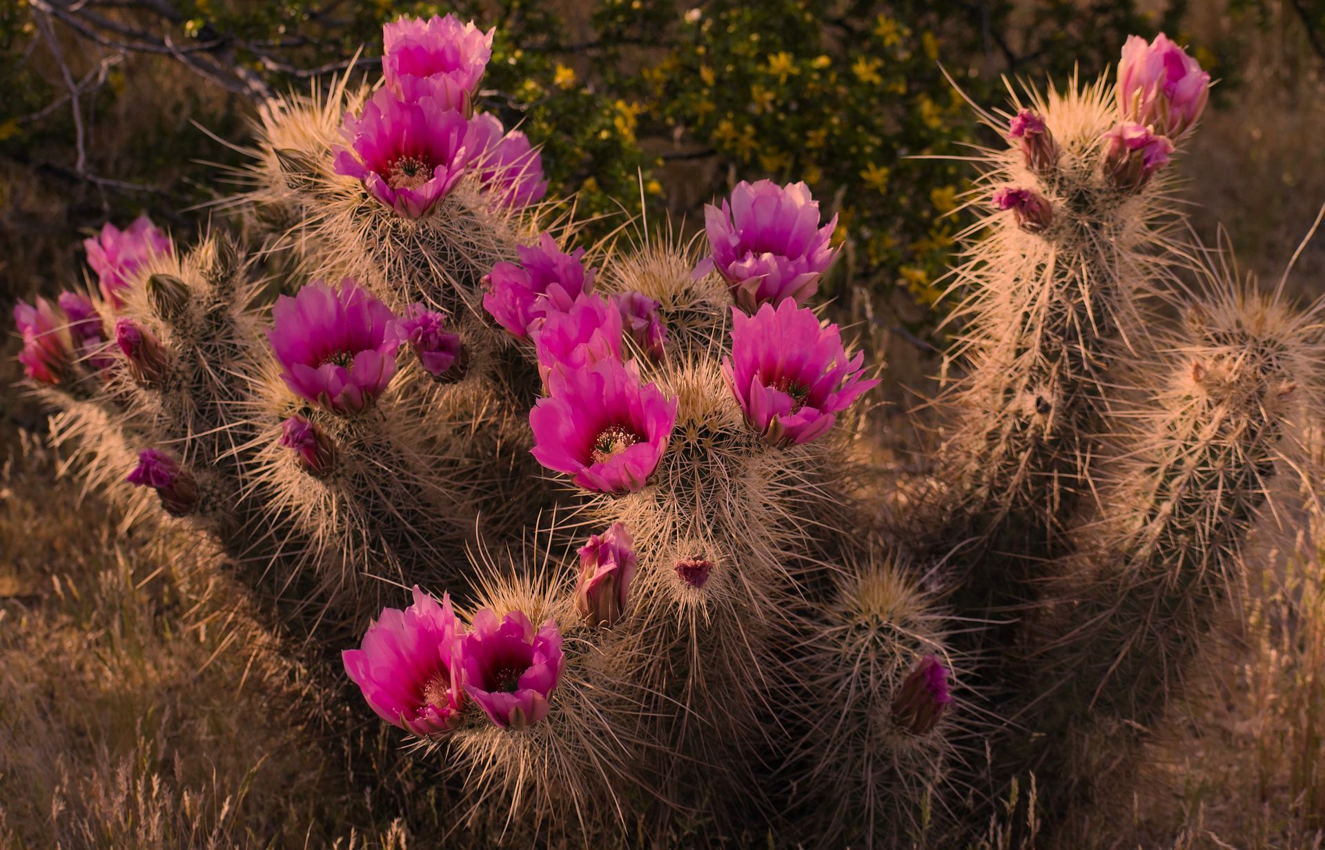 desert cactus flower