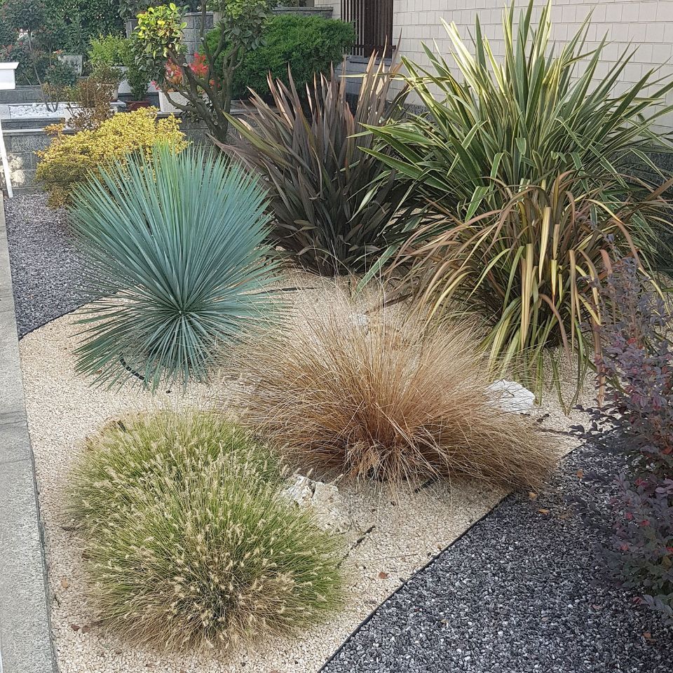 arbusti da giardino roccioso