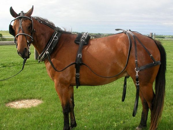 A brown horse wearing a harness is standing in a grassy field