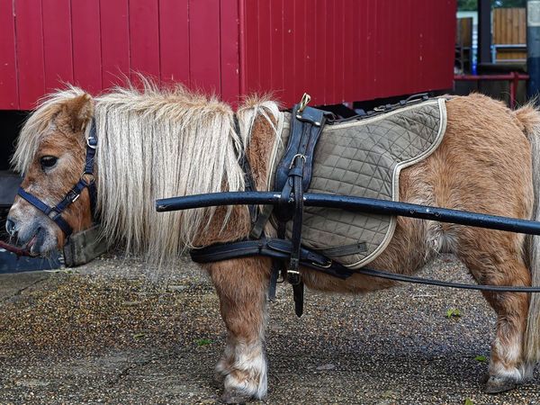 A brown and white pony with a saddle and harness is standing in front of a red building.