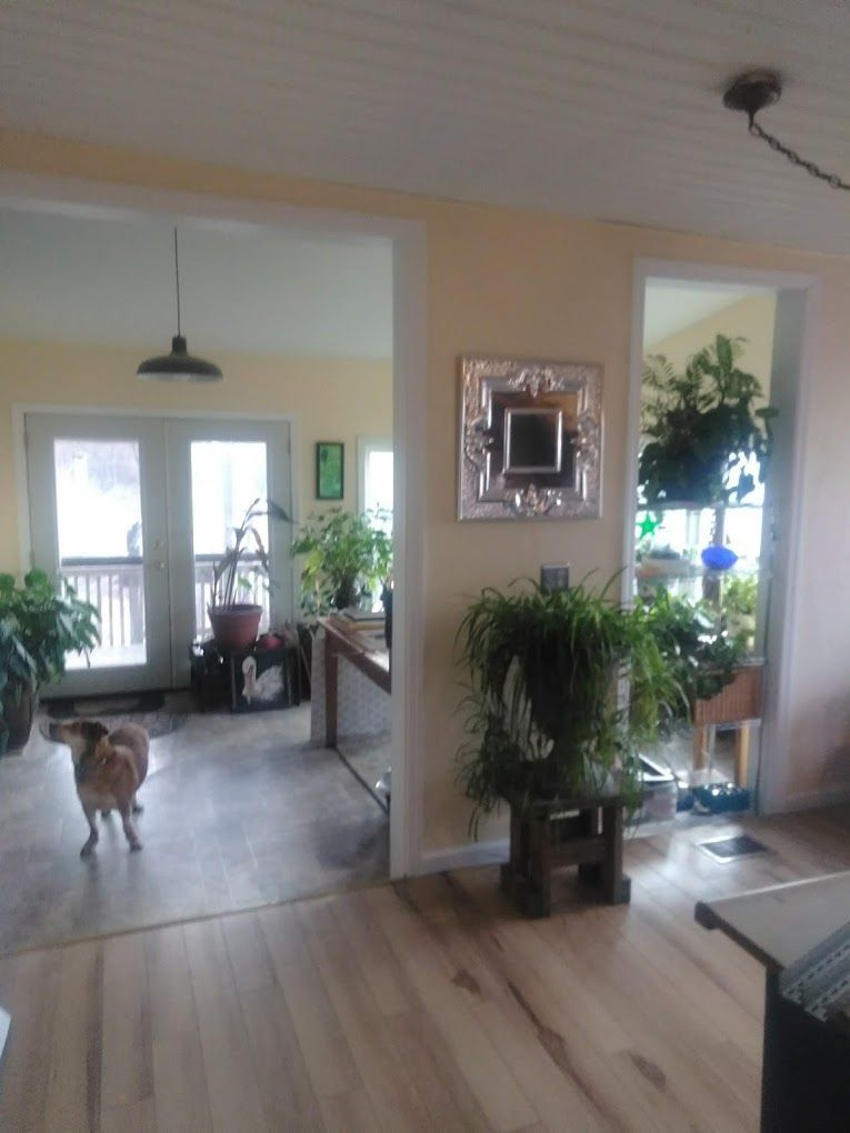 A dog is standing in the middle of a living room.