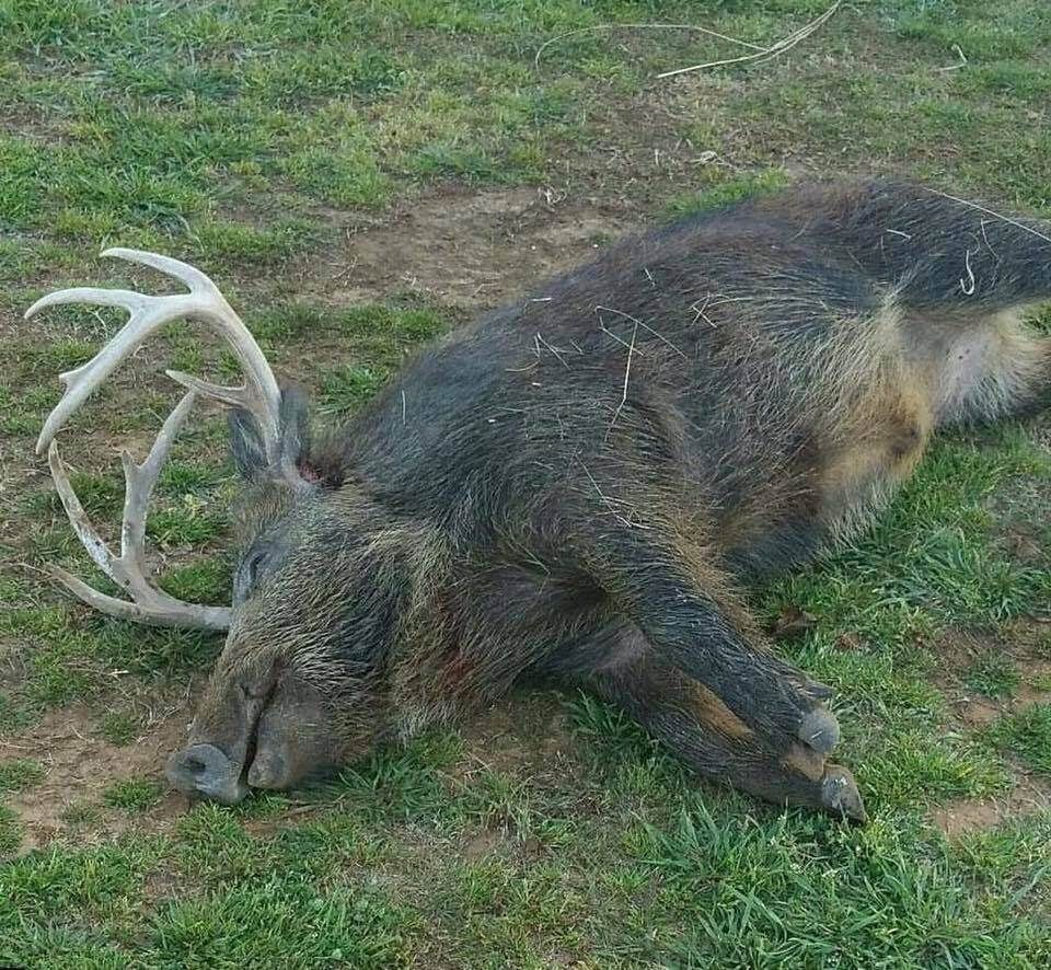 Dead deer lying on grass with large antlers upturned.