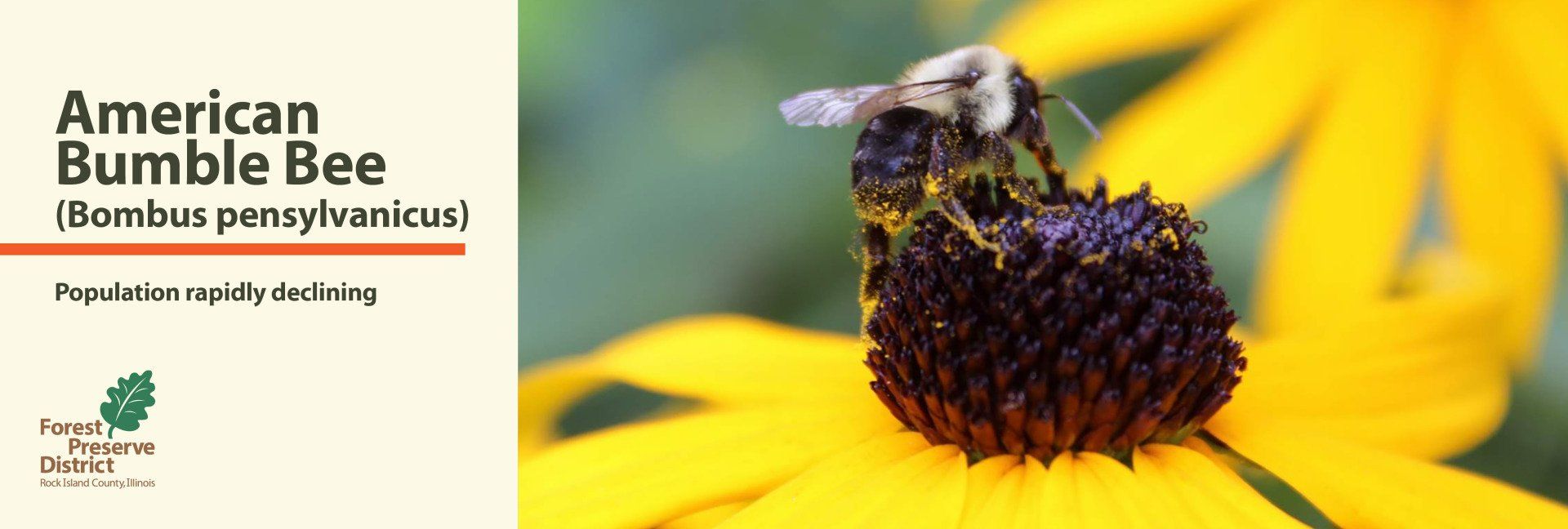 An american bumble bee is sitting on top of a yellow flower