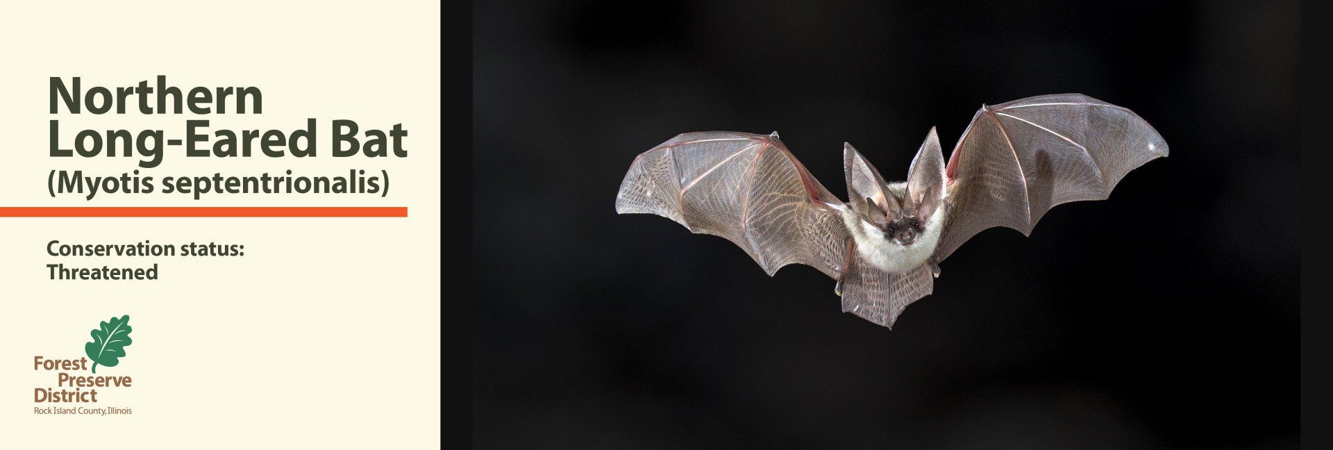 A northern long eared bat is flying in the dark