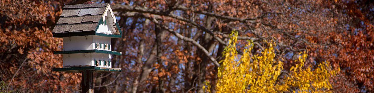 A birdhouse is sitting in front of a tree with autumn leaves.