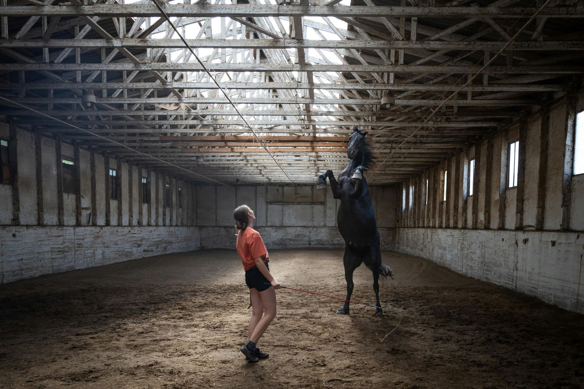 Person in orange shirt stands beside a rearing black horse in a barn arena.