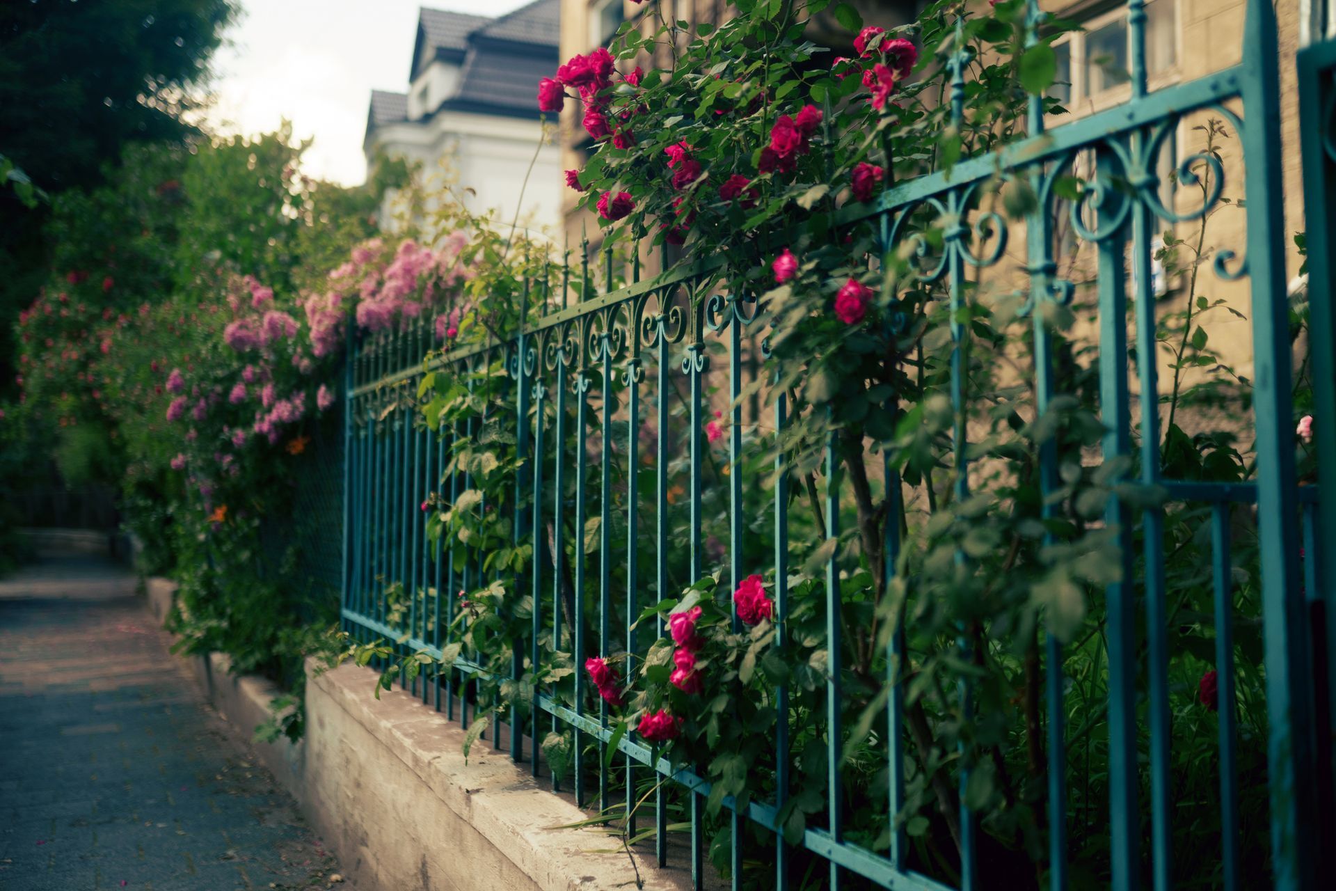 Teal wrought-iron fence overgrown with red and pink flowering vines alongside a sidewalk.