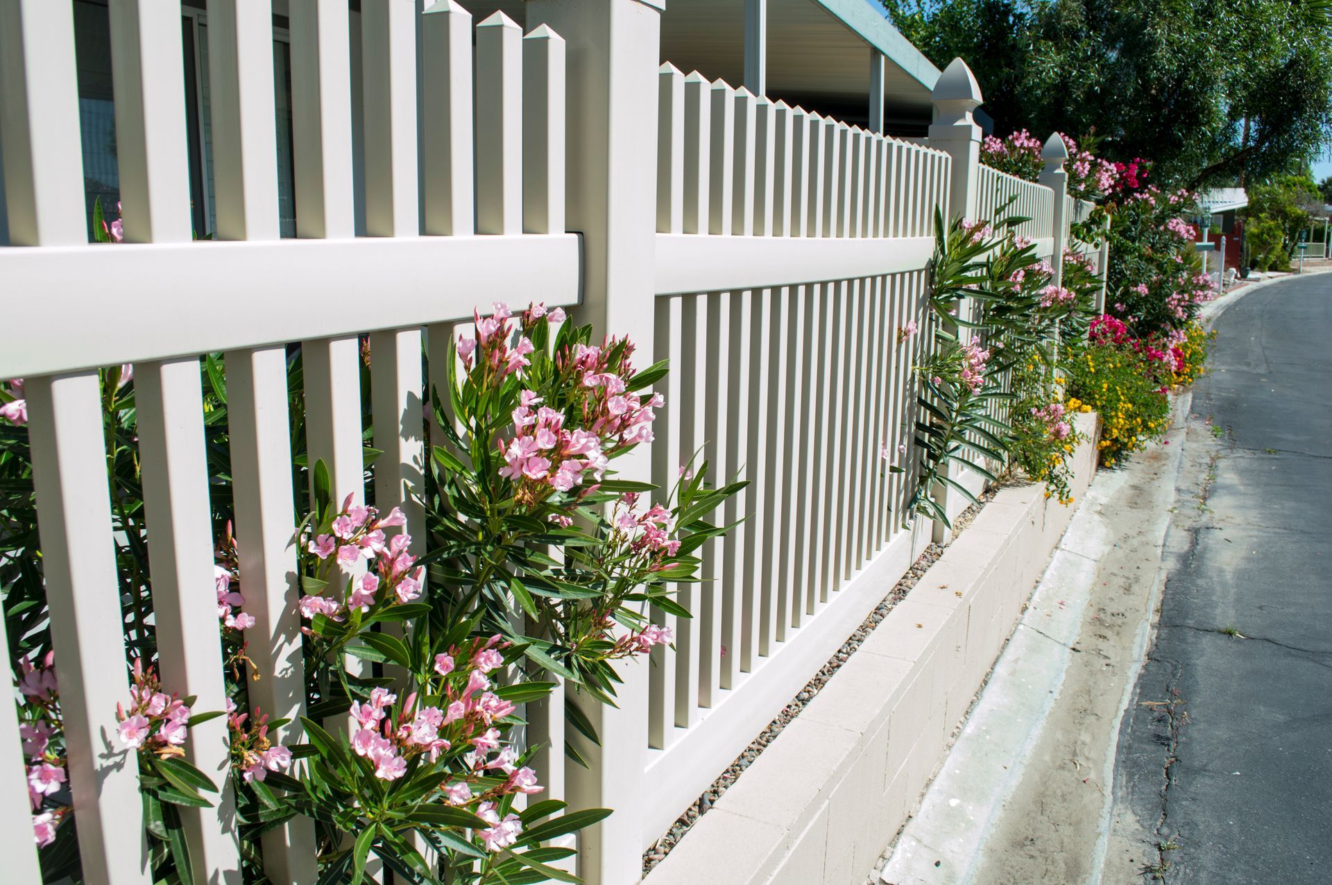 White picket fence with pink flowering plants beside a road.