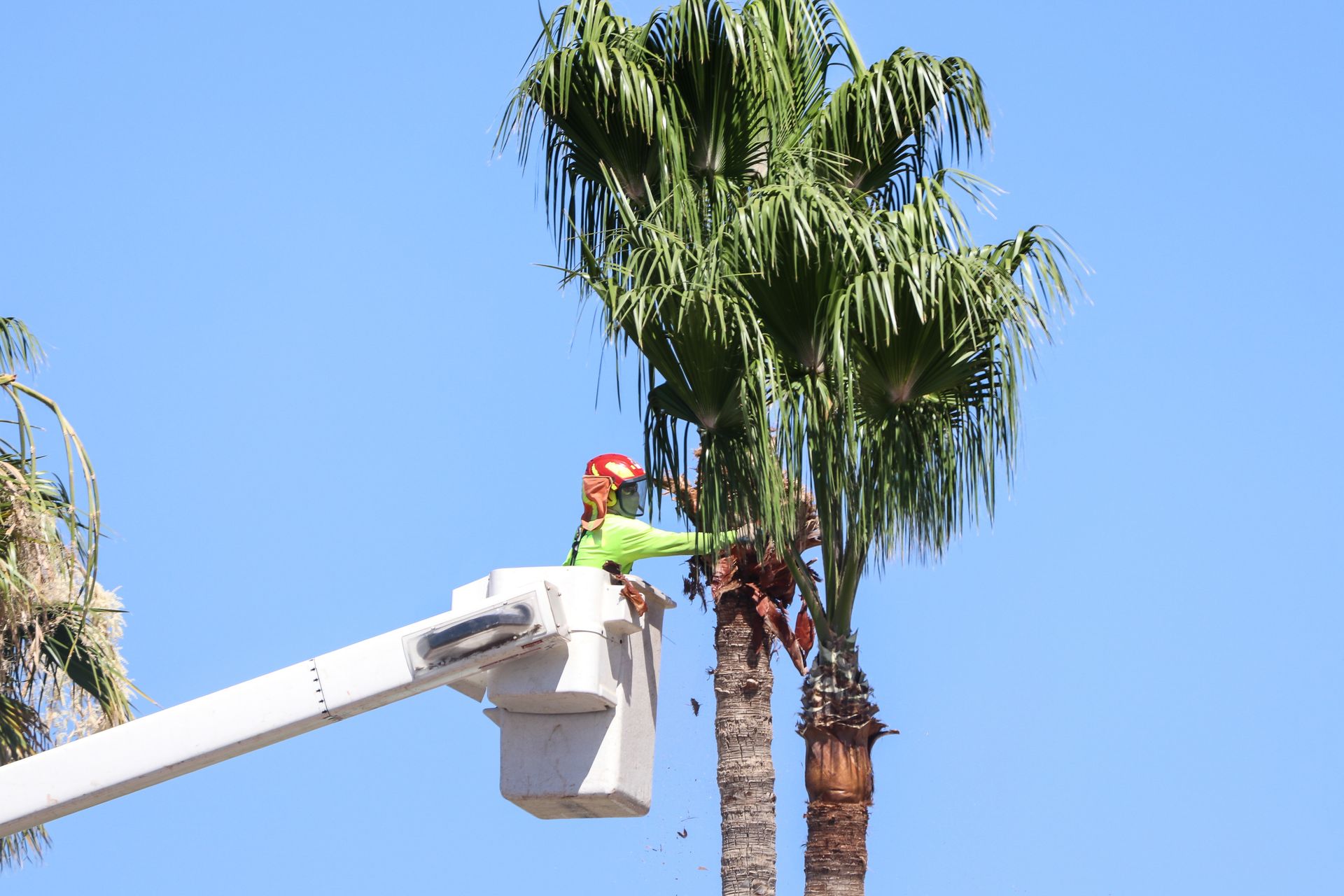 An arborist trims a palm tree from a lift, wearing safety gear under a clear blue sky.