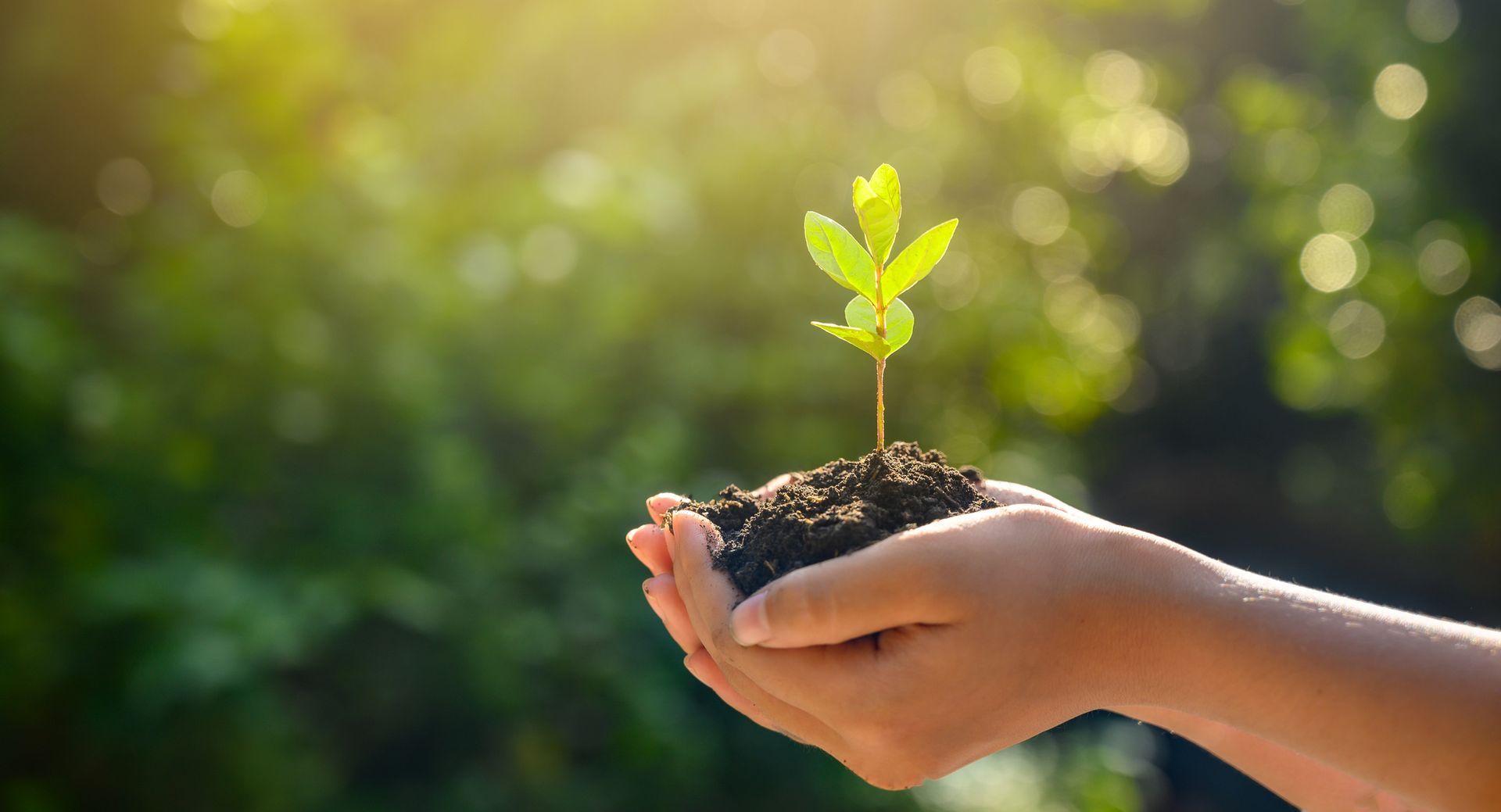 Tree Planting — Las Vegas, NV — Rocky’s Tree Service