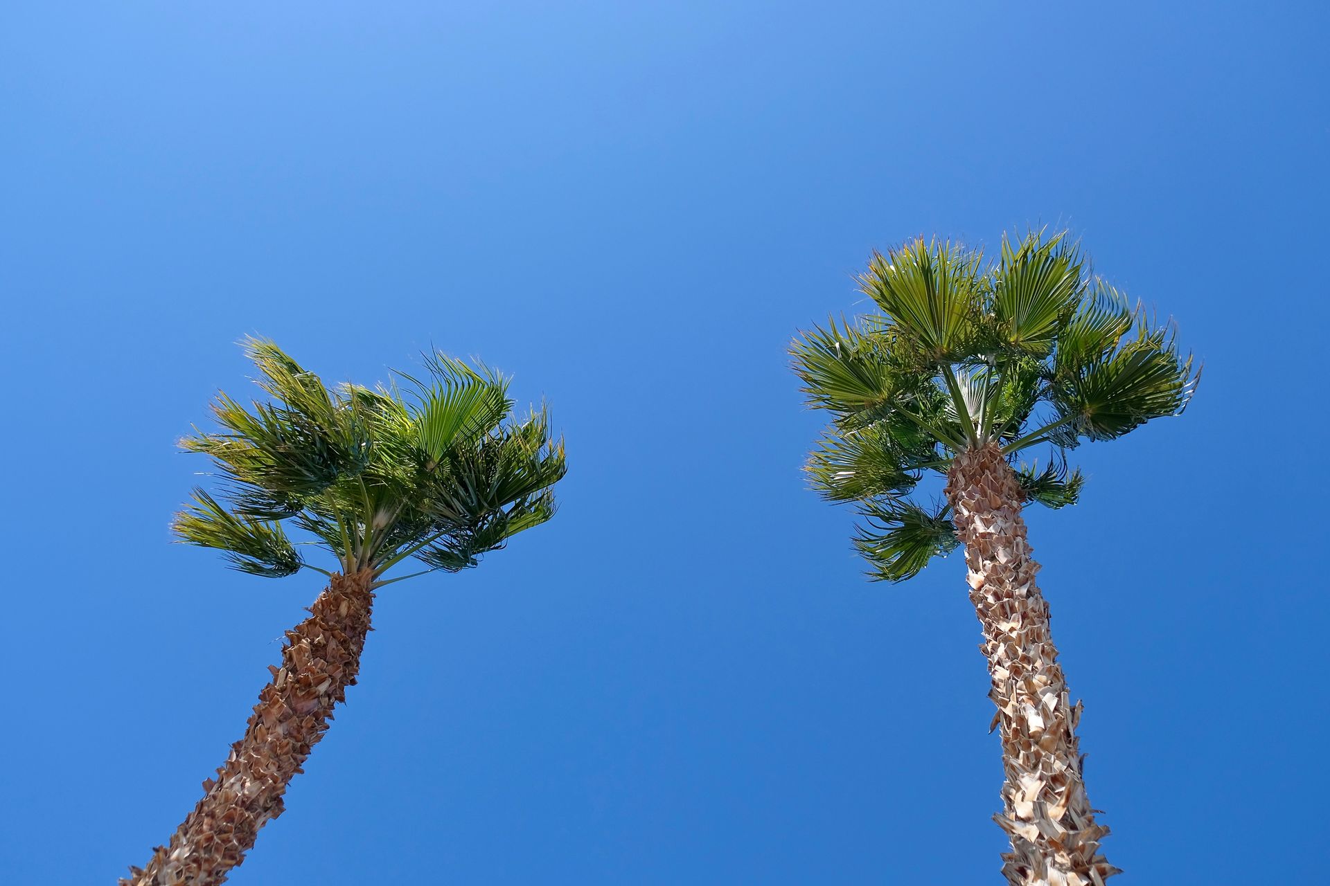 Palm Tree Skimming — Las Vegas, NV — Rocky’s Tree Service