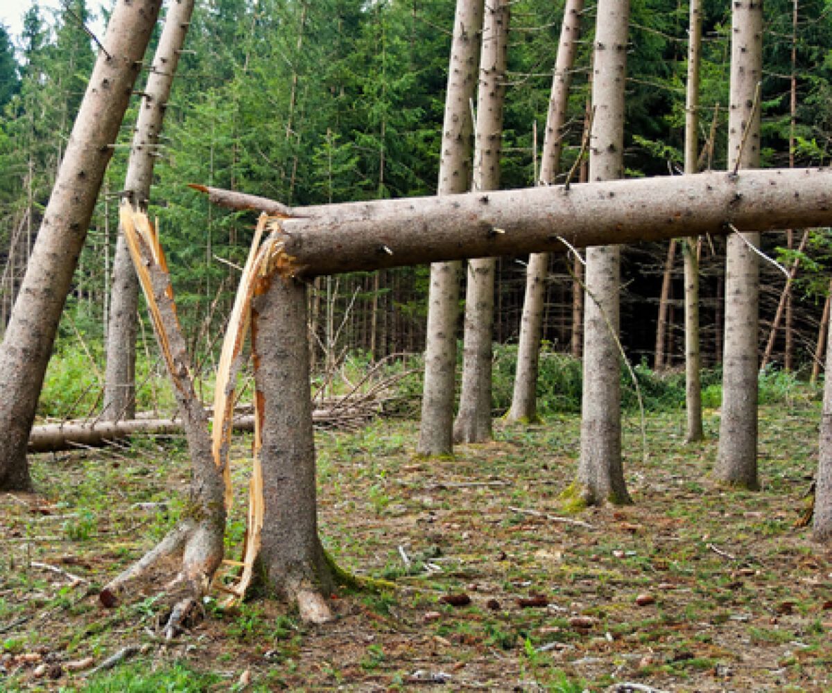 Storm Damage — Las Vegas, NV — Rocky’s Tree Service
